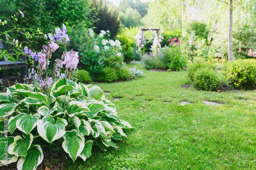 variegated hosta in beautiful summer cottage garden. View with stone pathway, curvy lawn edge and clematis on wooden archway