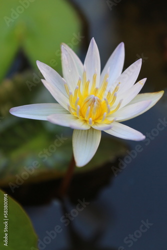 A white water lotus with a yellow center and a white center