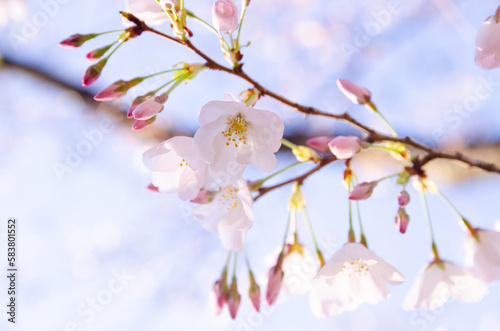 桜