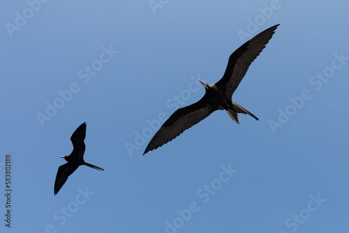 two great frigatebirds (Fregata minor) flying in blue sky