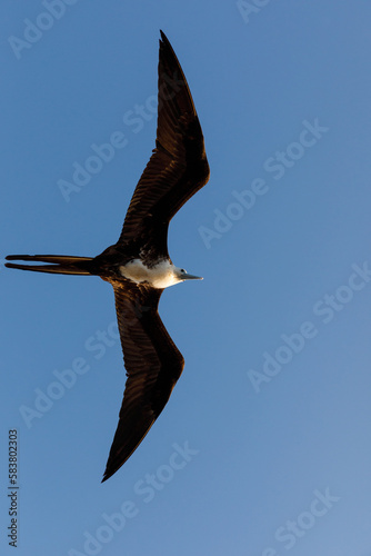 adolescent great frigatebird  Fregata minor  in flight