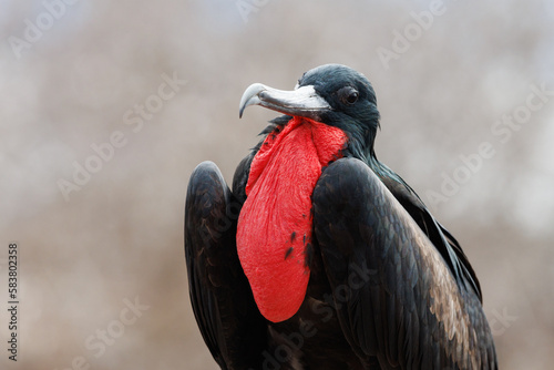 portrait male great frigatebird (Fregata minor) with red gular sac