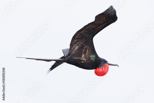 flying male great frigatebird (Fregata minor) with inflated red gular sac photo