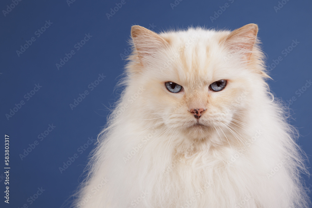 Cream point ragdoll cat on a blue background