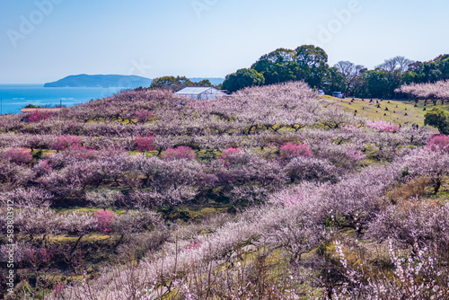 美しい梅林