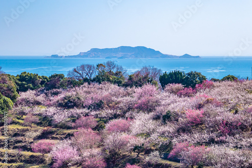 美しい梅林
