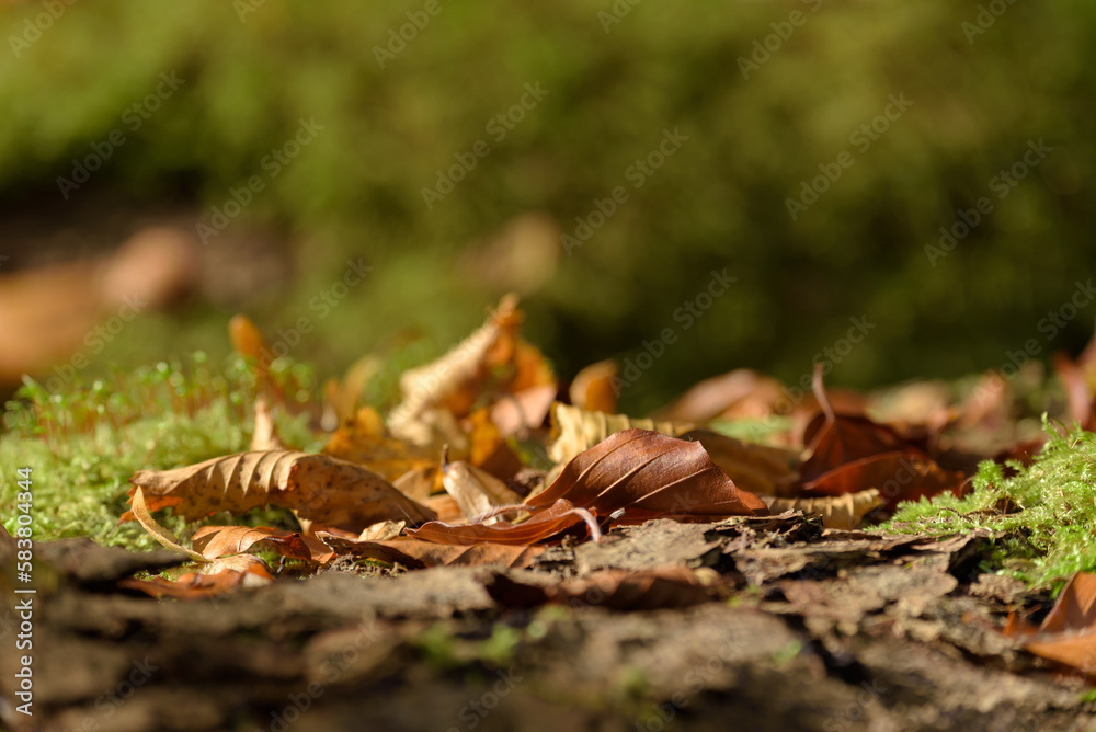 AUTUMN - Dry leaves of trees in a forest glade AUTUMN - Dry leaves of trees in a forest glade