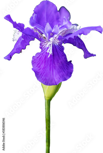 アヤメの花をクローズアップ（Iris sanguinea） photo