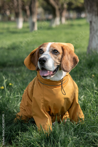 Cheerful dog in yellow raincoats. Funny beagle in clothes sits on green grass in sunny morning. Portrait of happy pet. Vertical photo 