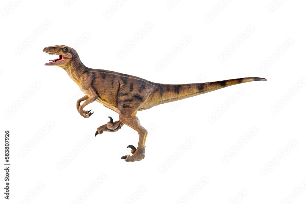 Naklejka premium dinosaur , Velociraptor isolated background