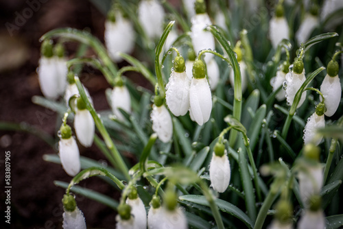 First spring snowdrop flowers. Water drops
