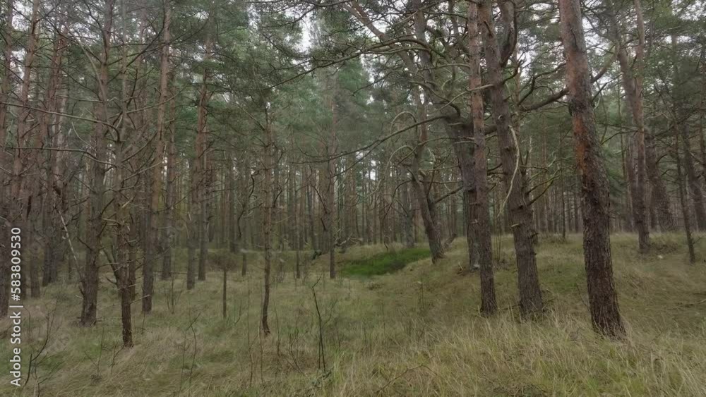Aerial view of wild pine forest, green moss and heather under the trees, overcast day, light snow falling, Nordic woodland, Baltic sea coast, mystic concept, slow drone dolly shot moving forward low Aerial view of wild pine forest, green moss and heather under the trees, overcast day, light snow falling, Nordic woodland, Baltic sea coast, mystic concept, slow drone dolly shot moving forward low