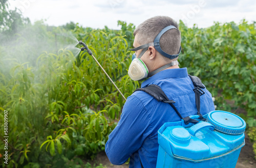 Farmer in a protective mask sprays grapes. Control of diseases of fruit trees. Insecticides and pesticides in farming. Harvest protection. Manual sprayer. Mildew, oidium, anthracnose photo