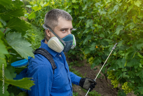 Farmer in a protective mask sprays grapes. Control of diseases of fruit trees. Insecticides and pesticides in farming. Harvest protection. Manual sprayer. Mildew, oidium, anthracnose photo