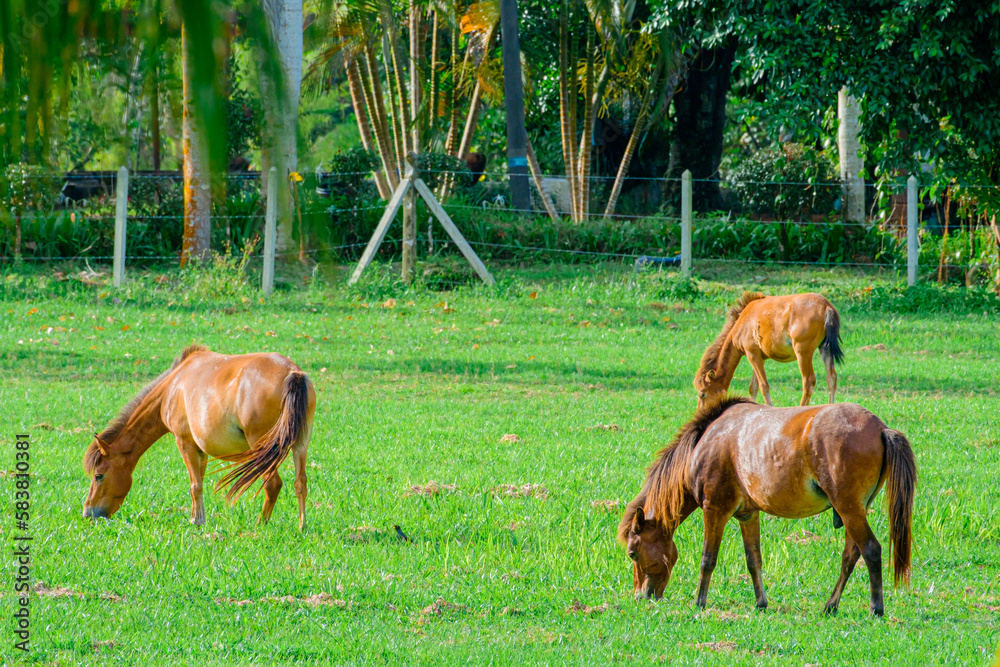 Grass field scenery with horses in Kuala Berang, Terengganu, Malaysia Grass field scenery with horses in Kuala Berang, Terengganu, Malaysia