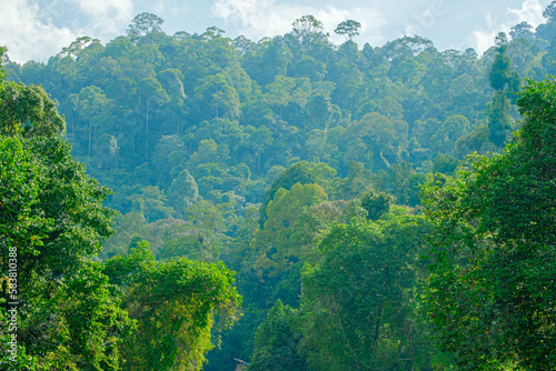 Green forest trees in Hutan Lipur Belukar Bukit  Kuala Berang  Terengganu  Malaysia.