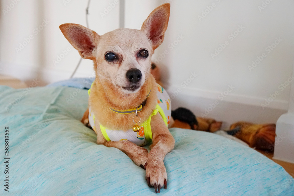 senior brown color and white fur face dog , miniature pinscher breed, looking at camera. problem about eyes disease, cataract, red cherry eyes, inflammation or blind. pet healthcare and veterinarian.