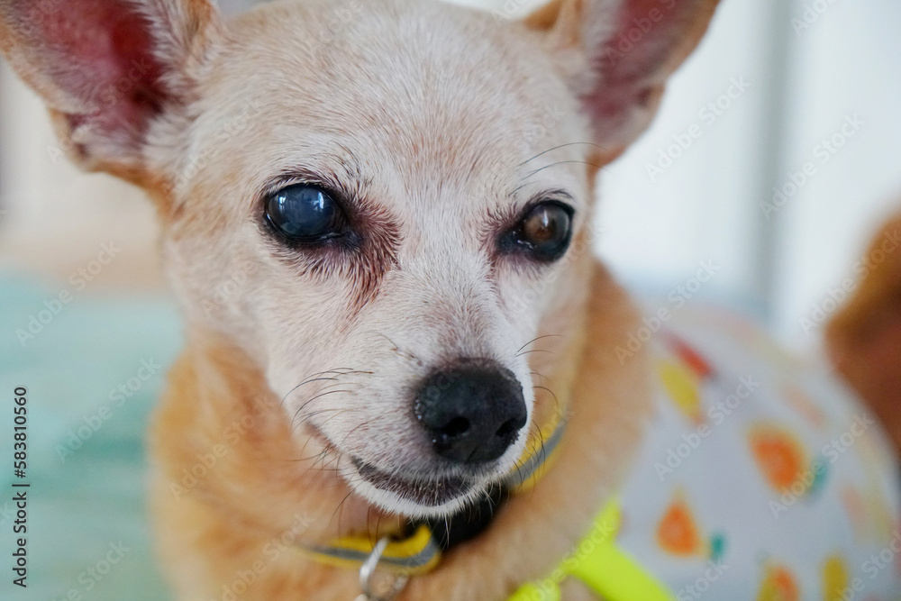 Focus on face of senior brown color and white fur face dog, miniature pinscher breed. problem about eyes disease, cataract, red cherry eyes, inflammation or blind. pet healthcare and veterinarian.