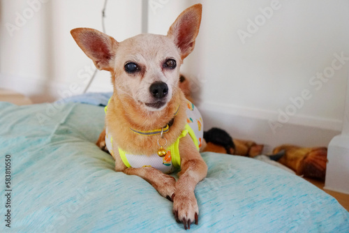 senior brown color and white fur face dog , miniature pinscher breed, looking at camera. problem about eyes disease, cataract, red cherry eyes, inflammation or blind. pet healthcare and veterinarian. © APIAPIJAH