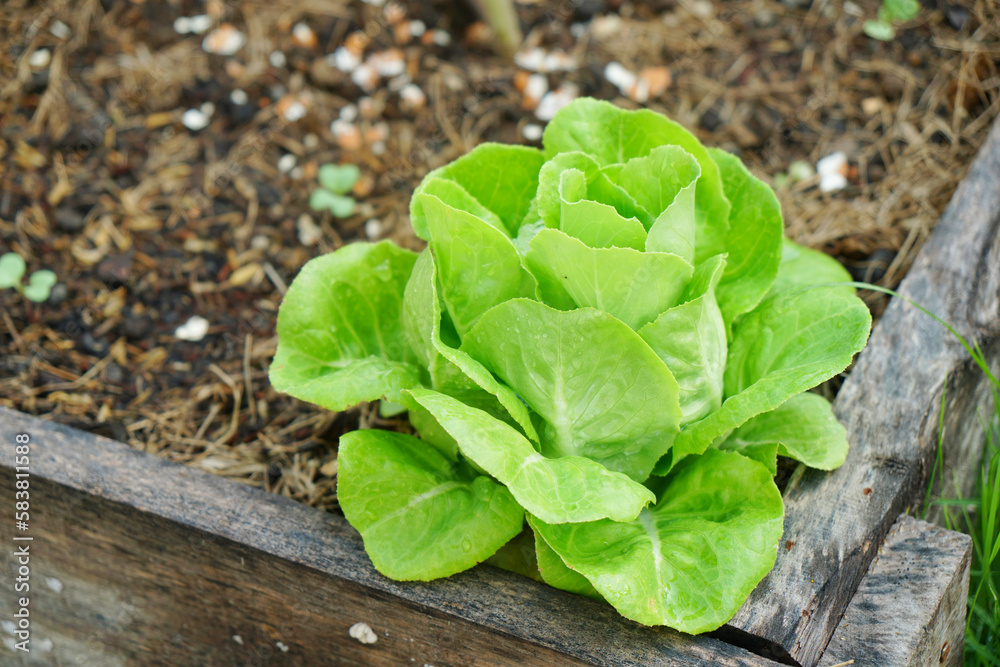 Selective focus of green butterhead salad veggies on soil in morning