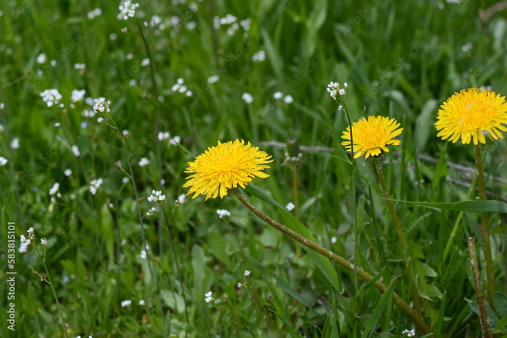 Blooming yellow dandelions with blurred background.Dandelions on a green meadow Blooming yellow dandelions with blurred background.Dandelions on a green meadow