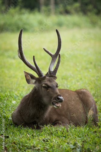 male sambar deer lying on green grass field  Khao yai national park is one of most popular natural traveling destination in thailand