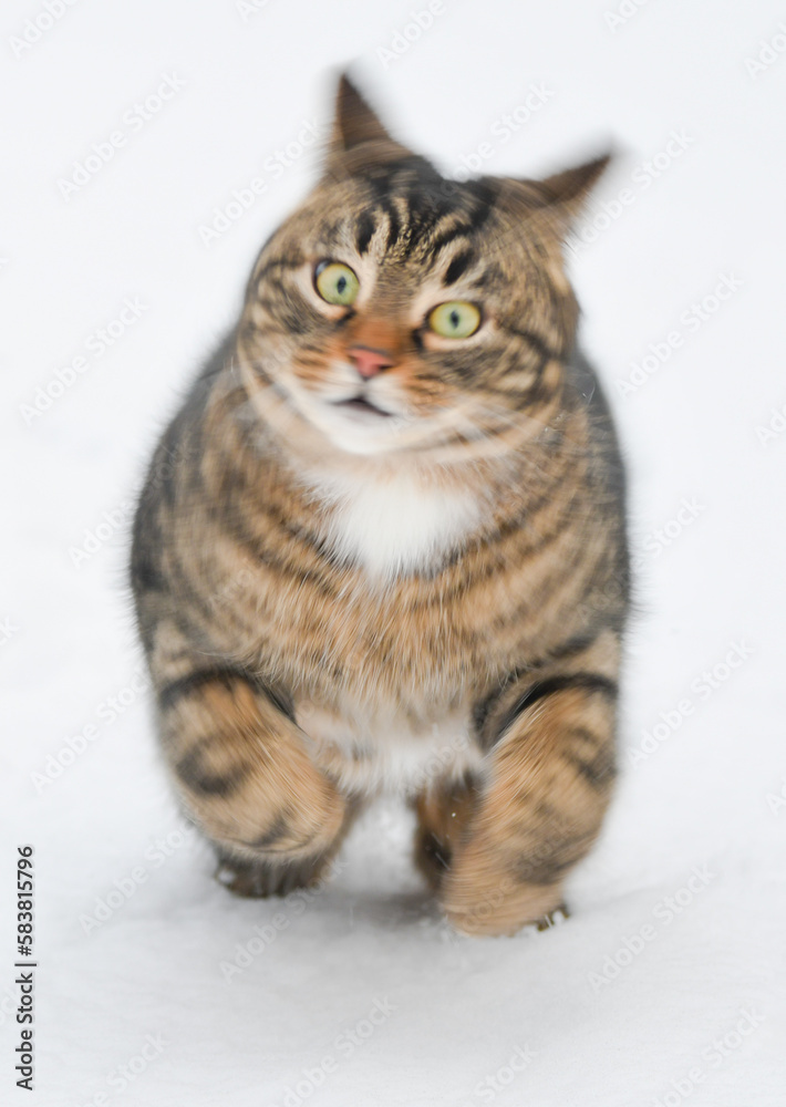 Pet cat running in snow 