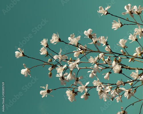 blossoming magnolia flowers on branch in van gogh style