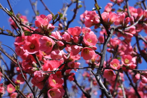 Spring Flowering Trees with Pink Blossoms in a Garden, Japanese Quince, Chaenomeles Japonica, Macro