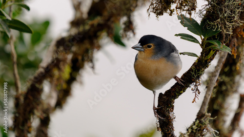 Fringilla coelebs, Fringilla coelebs canariensis, Buchfink - Kanarische Inseln