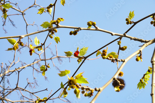 Buds of a chestnut tree in very early spring. Blue sky and chestnut twigs in the background