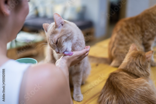 Canvas Print Caucasian woman with cats in a cat cafe.
