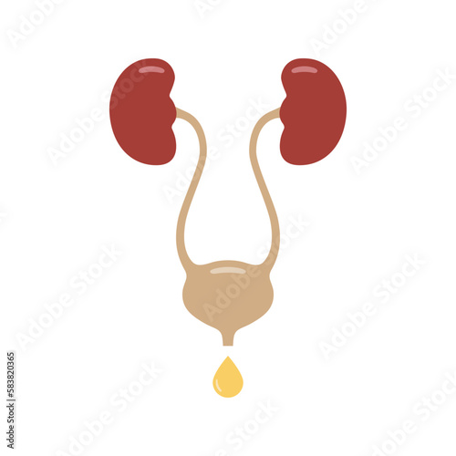 Urinary system graphic icon. Human organs: kidneys, ureters and bladder sign. Urological symbol isolated on white background. Vector illustration