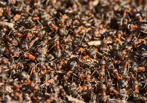 Swarming nest of ants