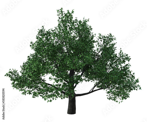 albero foglie verdi	