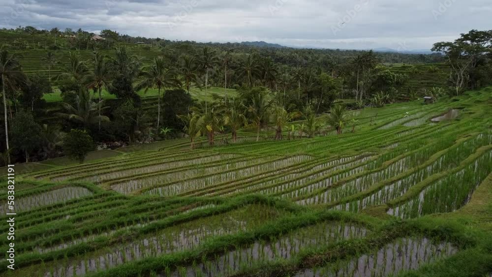 Aerial flyover beautiful terraced Jatiluwih Rice Fields on Tropical Island of Bali Aerial flyover beautiful terraced Jatiluwih Rice Fields on Tropical Island of Bali