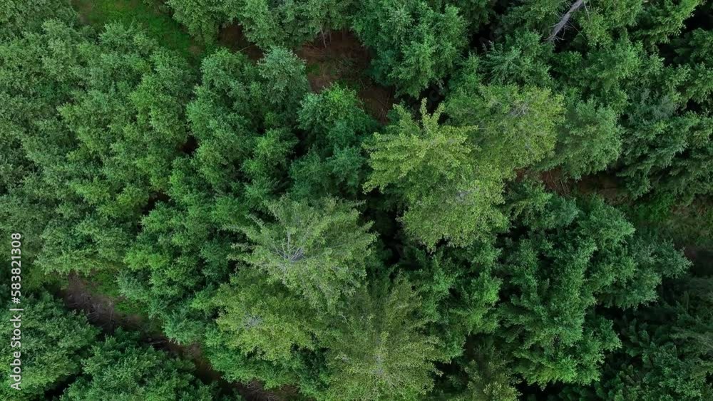 Top down view of green forest, Drone fly over pine trees and treetops. Zoom out and spin colorful texture in nature. Flight over woods, natural background in motion Top down view of green forest, Drone fly over pine trees and treetops. Zoom out and spin colorful texture in nature. Flight over woods, natural background in motion