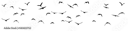 png flock of birds silhouette isolated on clear background © Birol Dincer 