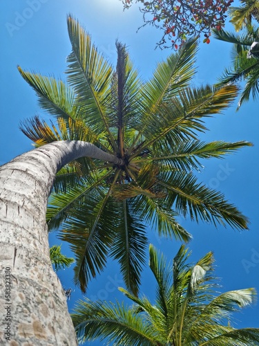 Obraz na płótnie Palms w salonie