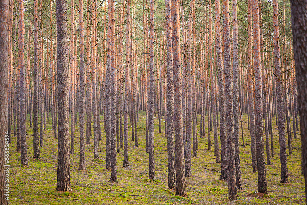 Fototapeta premium Nadelwald
