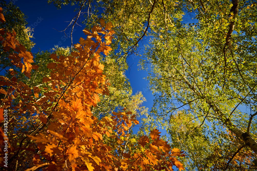 Autumn leaves of trees against a clear cloudless sky.