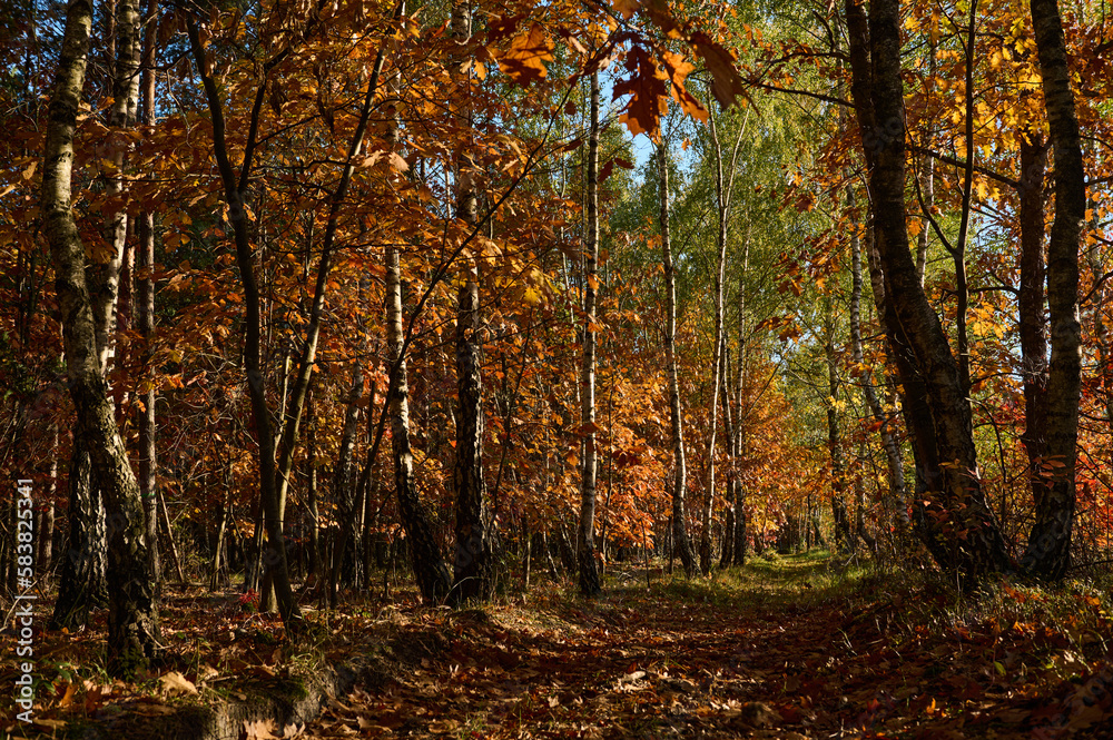 Field dirt road among the forest in autumn