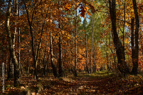 Field dirt road among the forest in autumn