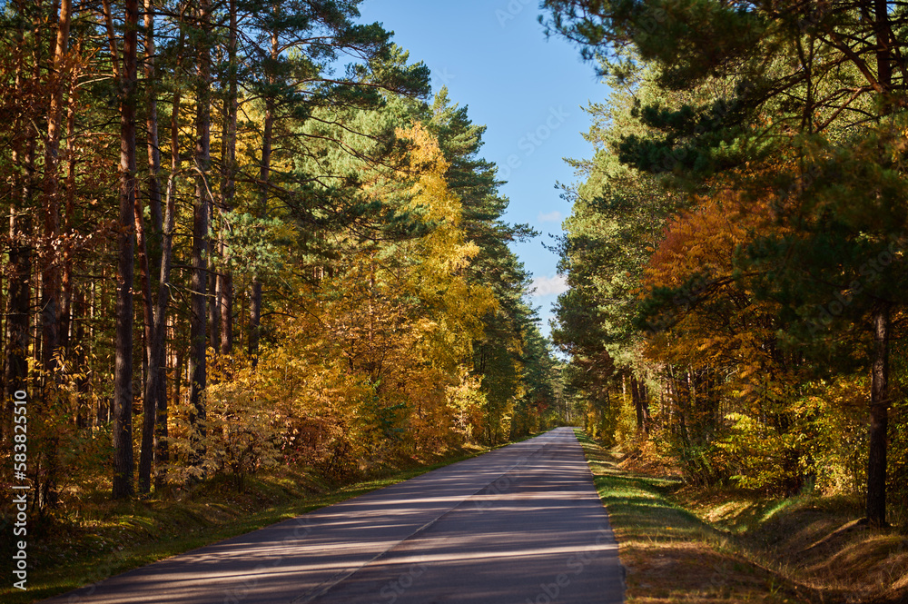 Obraz premium Straight long road among yellow trees in the forest