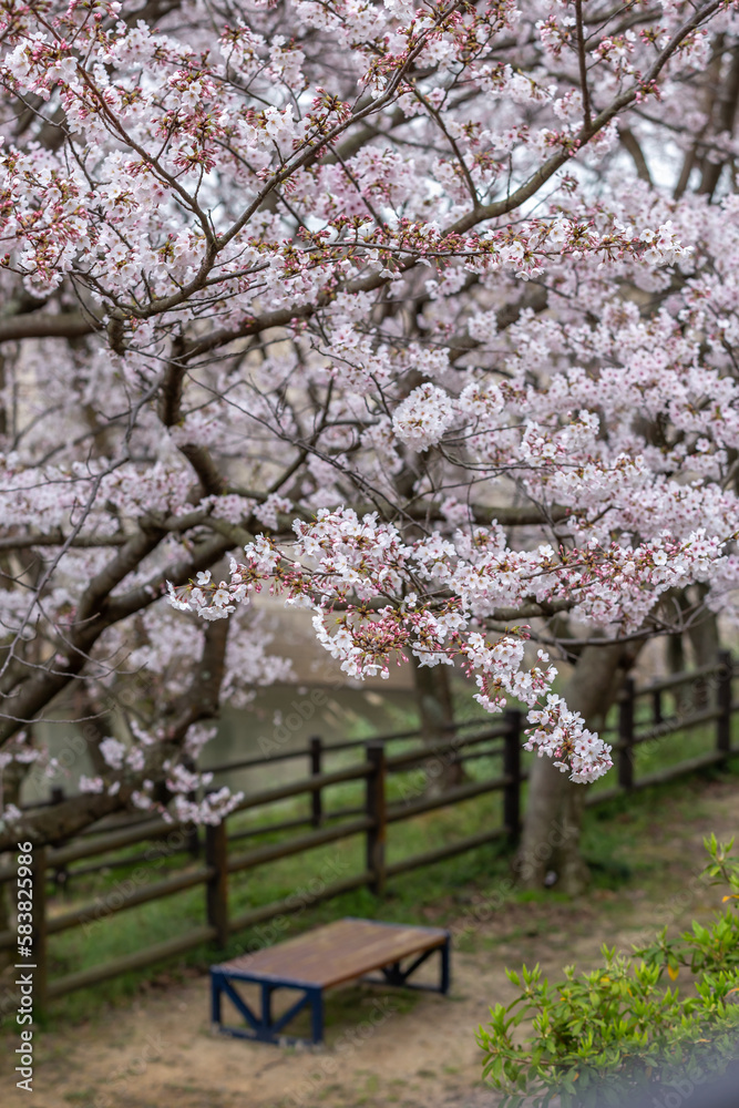 桜と公園のベンチ 春の花見のイメージ 桜と公園のベンチ 春の花見のイメージ