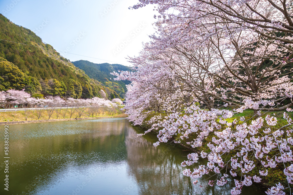 桜と湖 春のイメージ 桜と湖 春のイメージ
