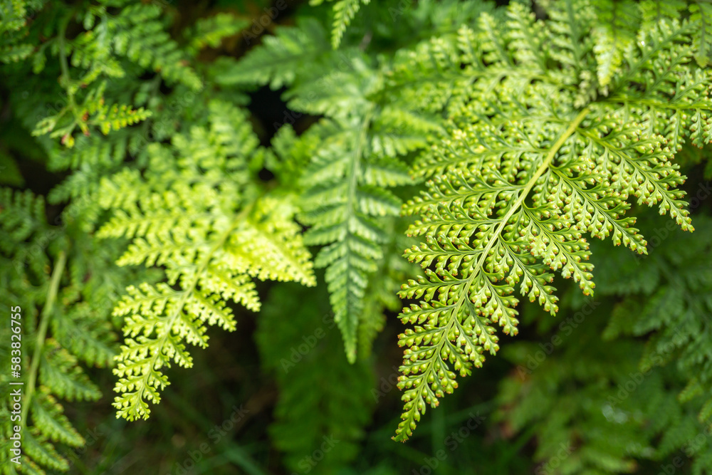 シダ植物 シダ植物