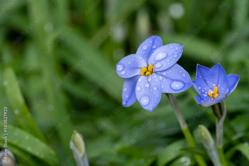 ハナニラの花 春のイメージ ハナニラの花 春のイメージ