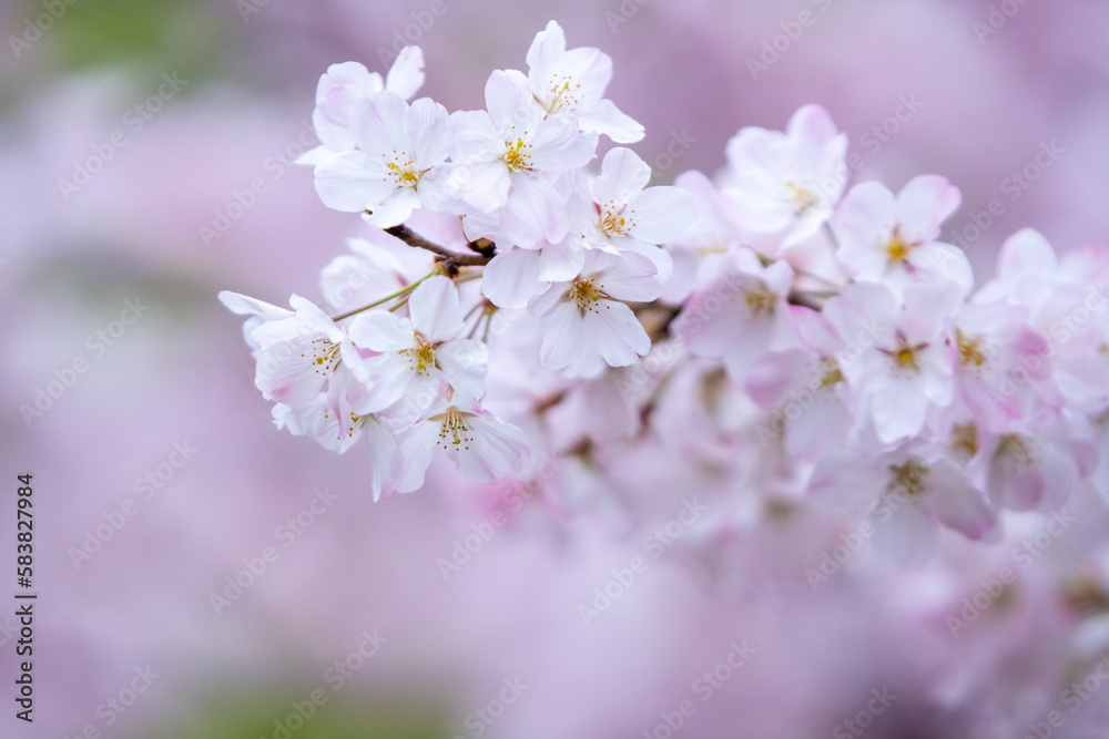 Naklejka premium 桜の花 春のイメージ