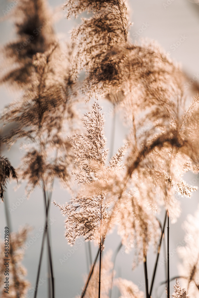 Obraz premium Reed grass in wind at river. Natural background with soft focus and pastel colors